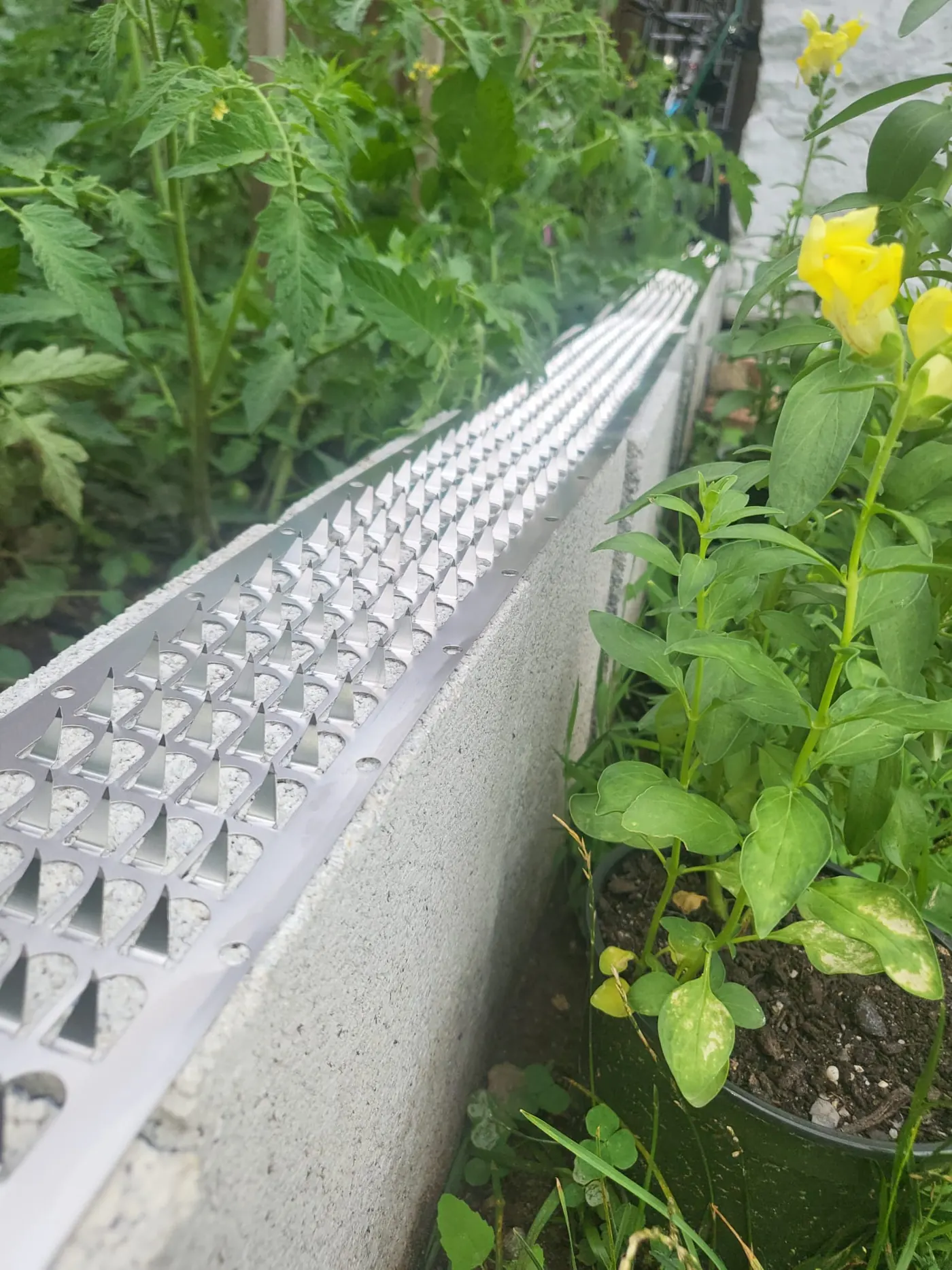 Application on a garden wall